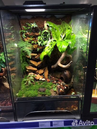 Аквариумные рыбки