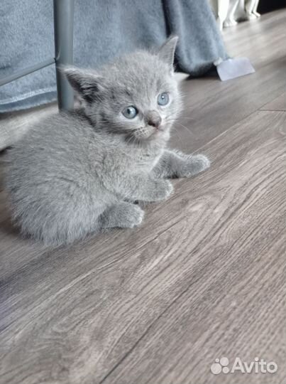 Британская