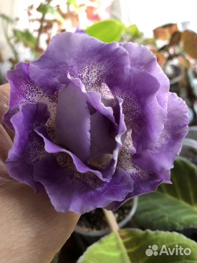 Глоксиния. Махровые сорта. См описание