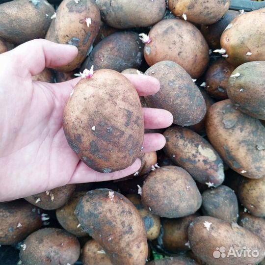 Семенной картофель