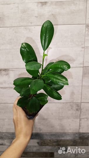 Фикус Мокламе
