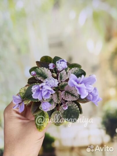 Сортовые фиалки