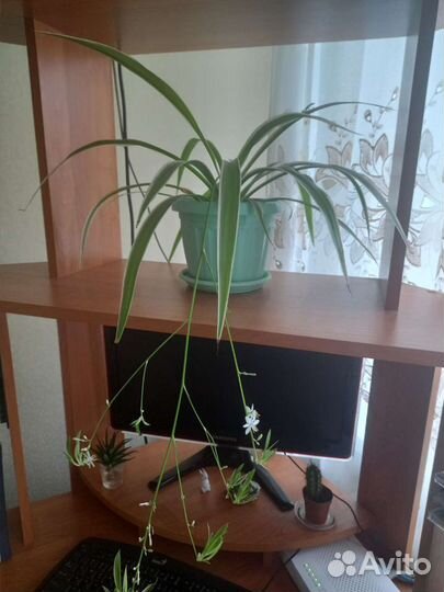 Хлорофитум цветок комнатный