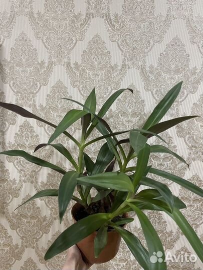 Традесканция рео