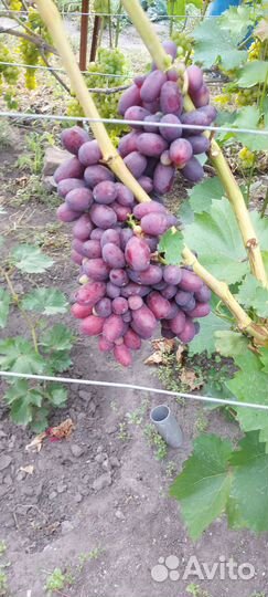 Черенки винограда