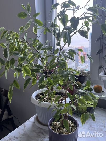 Фикус бенджамина