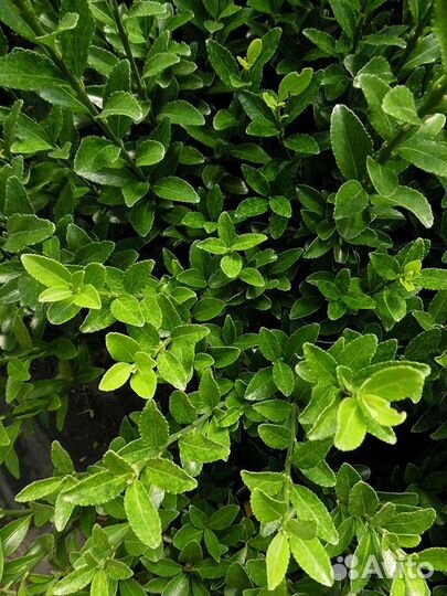 Садовые растения зкс (в горшках)