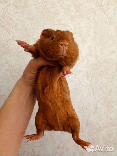 Морская свинка девочка 1.5 панда американский селф