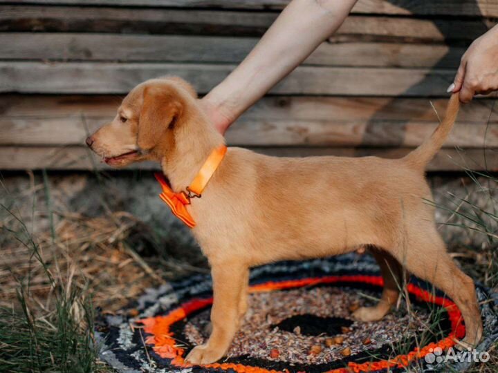 Щенок Симба 3 месяца