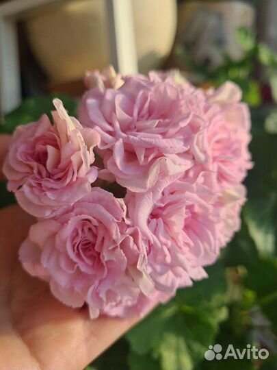 Пеларгонии сортовые