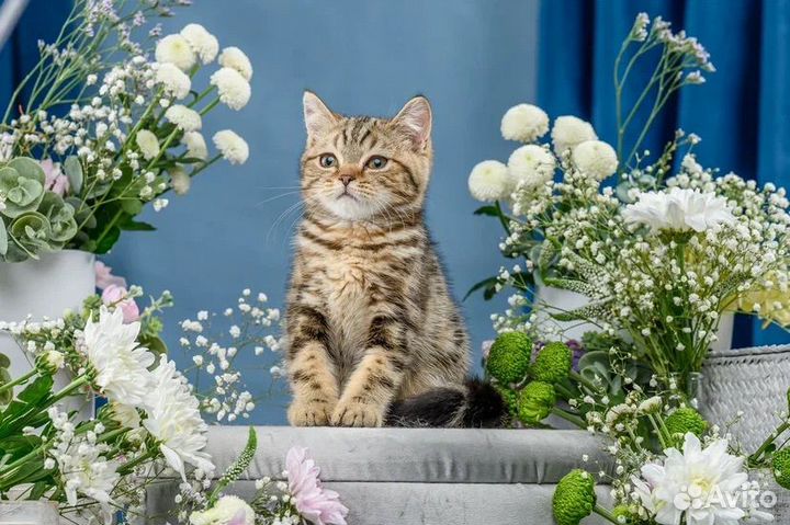 Британская