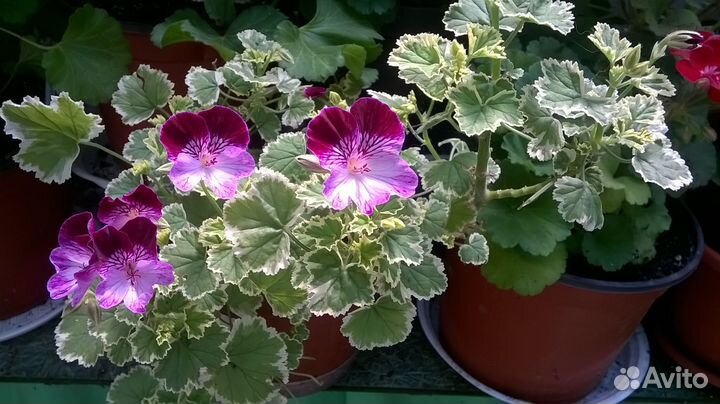 Пеларгонии пестролистные, ангелы, королевские