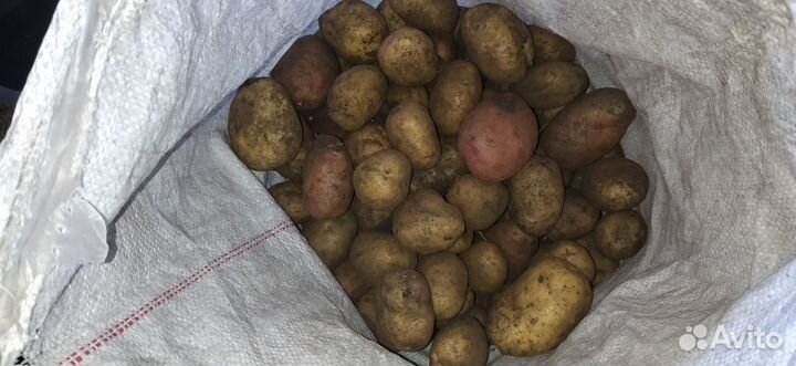 Продажа деревенского картофеля