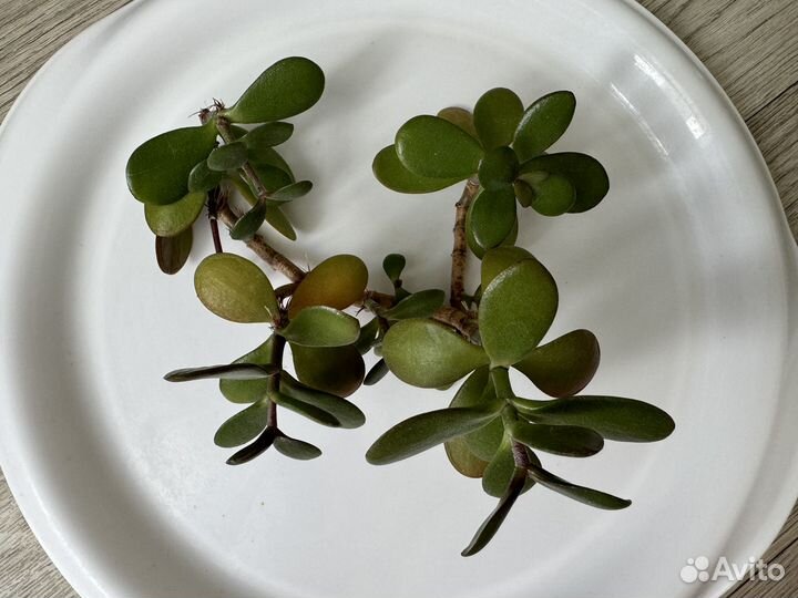 Денежное дерево толстянка крассула