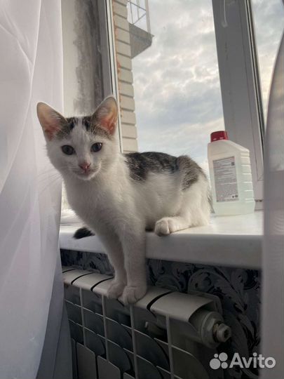 Котёнок