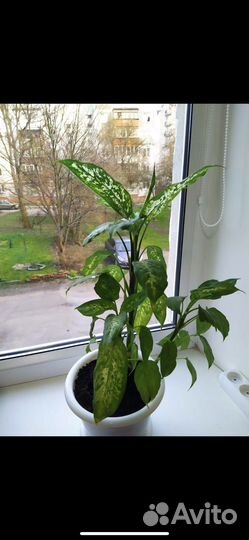 Диффенбахия