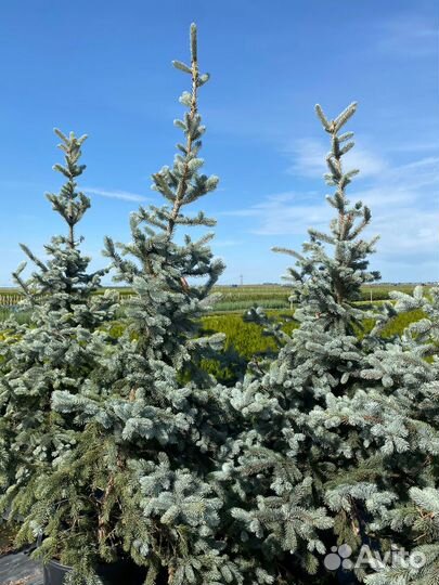 Ель голубая Хупси