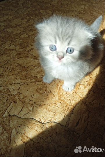 Шотландские котята