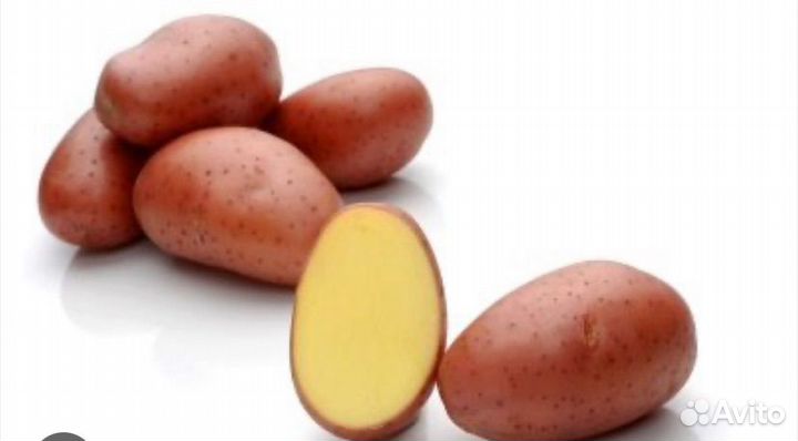 Картошка горномарийская