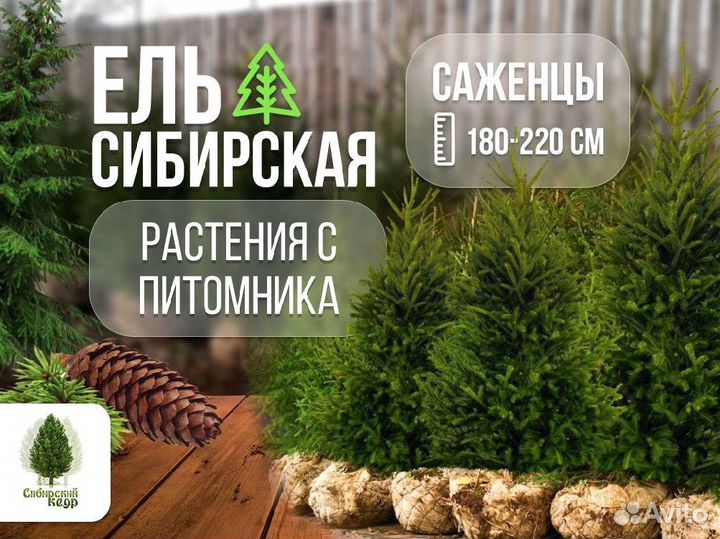 Саженцы ели от производителя экстра класс