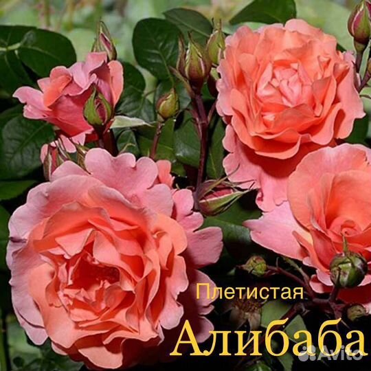 Розы плетистые на осень 2024г