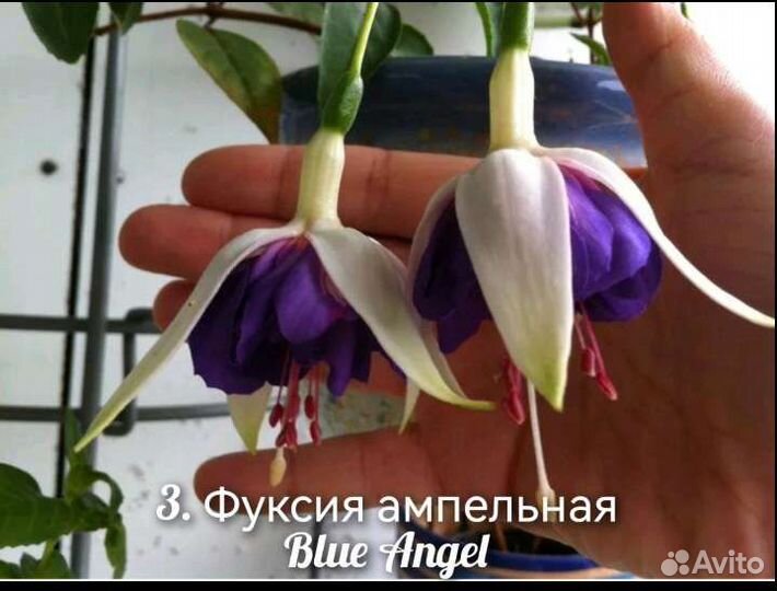 Фуксия Черенок Срез