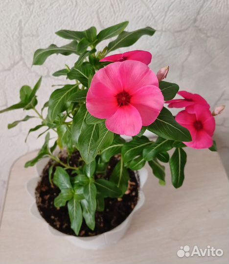 Катарантус