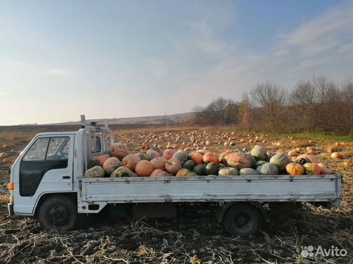 Тыква для еды Кабачки