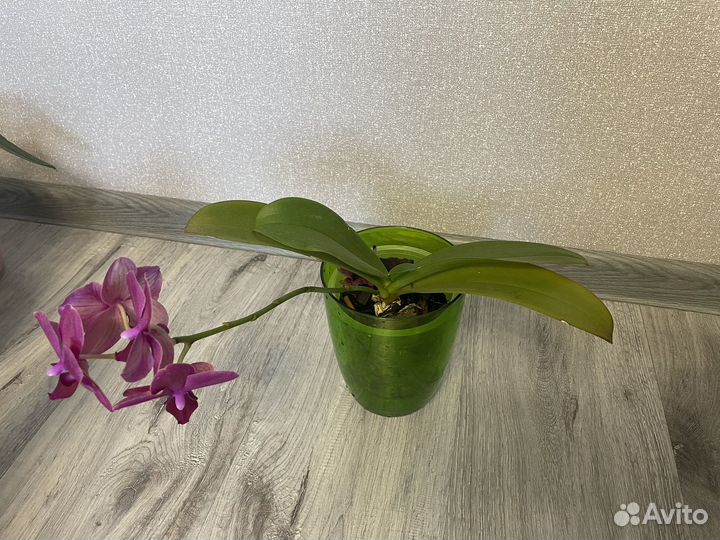 Продам архидеи