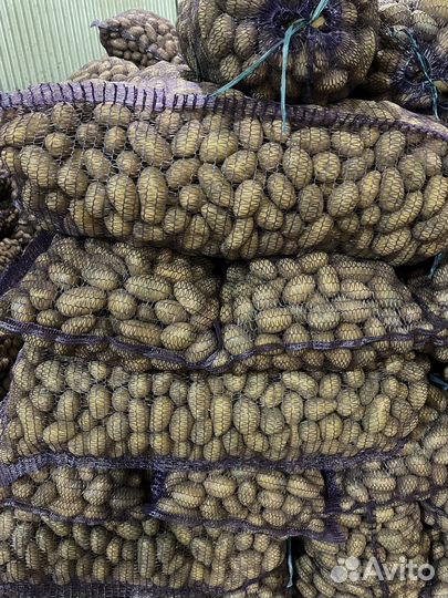 Семенной картофель