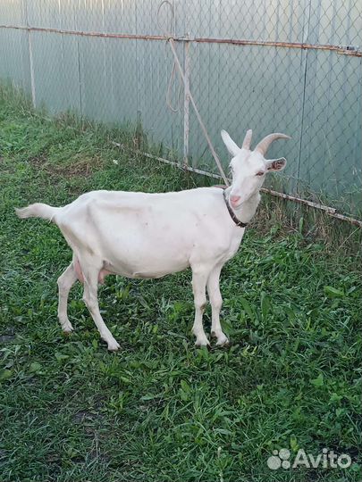 Зааненская дойная коза и Альпийские козлята