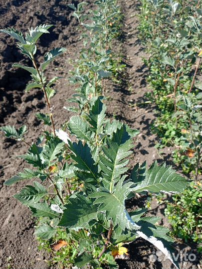 Саженцы рябина дуболистная 2х летка