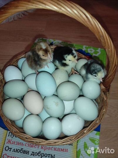 Инкубационное яйцо кур цыплята