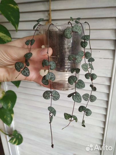 Суккуленты