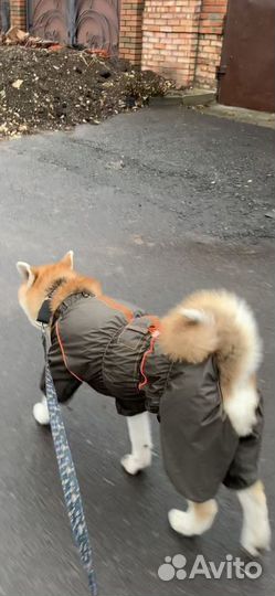 Комбинезон для собаки Belka