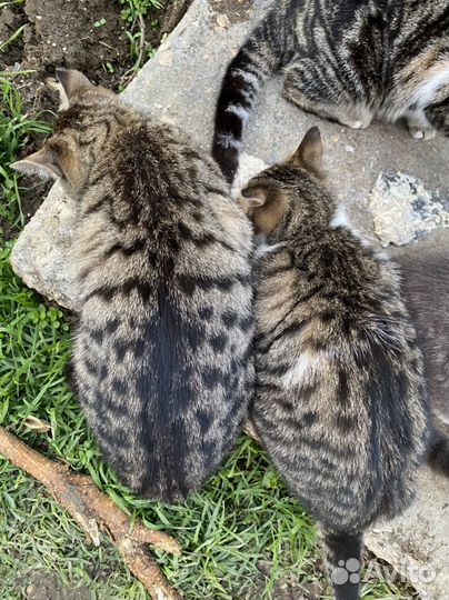 Котята разные