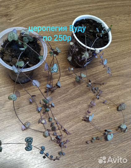 Церопегия вуда, церопегия вариегатная. Сансевиерия