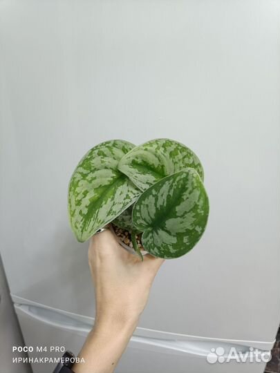 Сциндапсус пиктус экзотика