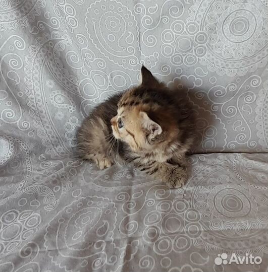 Британские котята