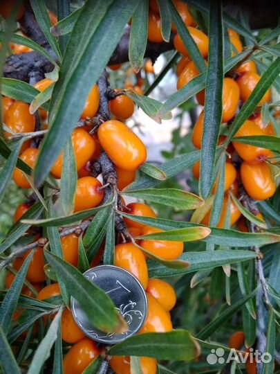 Саженец облепихи