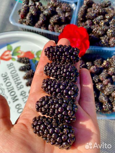 Саженцы ежевики Карака блек