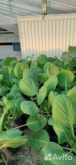 Рассада перца, капусты, брокколи