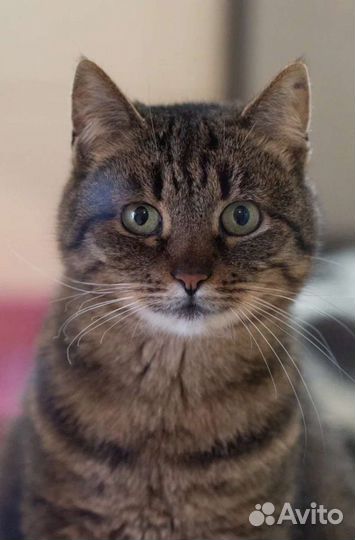 Спокойная кошка Верочка в добрые руки