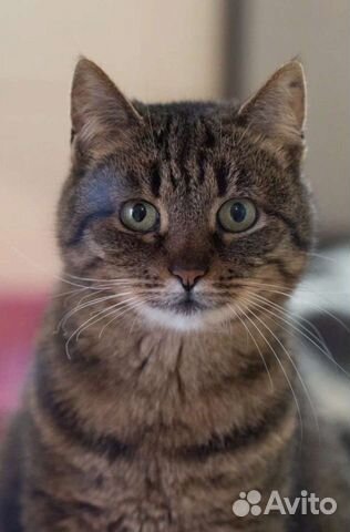 Спокойная кошка Верочка в добрые руки