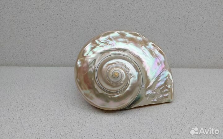 Марморатус 15,3*13,9 морская ракушка раковина