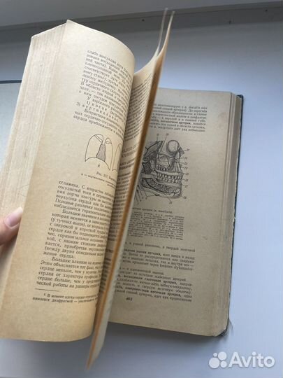 Анатомия человека, Привес