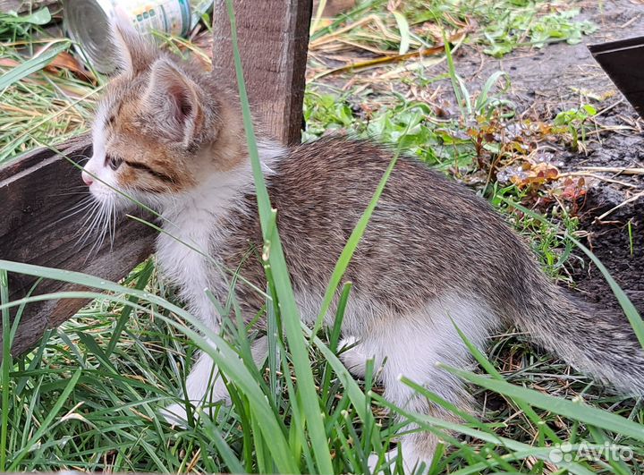 Котенок-мальчик