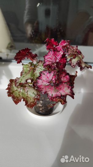 Бегония пестролистная Doller Down