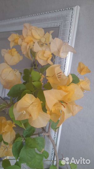 Бугенвиллия