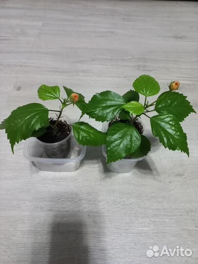 Гибискус китайская роза